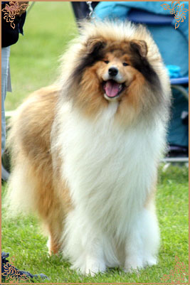 Chantique Magical Mystery, Crufts Winners