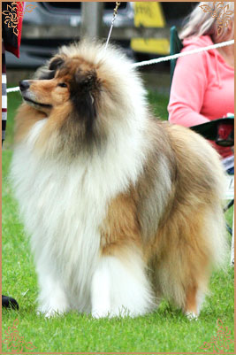 Chantique Magical Mystery, Crufts Winners