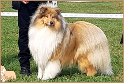 Chantique Magical Mystery, Crufts Winners
