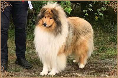 Chantique Magical Mystery, Crufts Winners