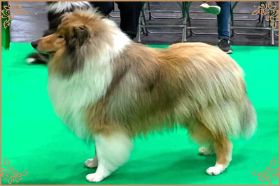 Chantique Magical Mystery, Crufts Winners