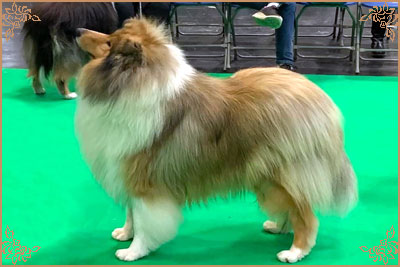 Chantique Magical Mystery, Crufts Winners