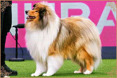 Chantique Magical Mystery Chantique Magical Mystery, Crufts Winners