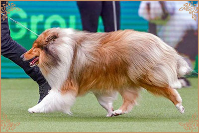 Chantique Magical Mystery, Crufts Winners