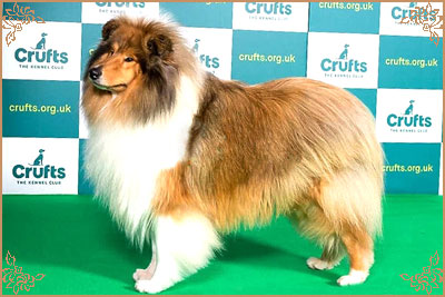 Chantique Magical Mystery, Crufts Winners
