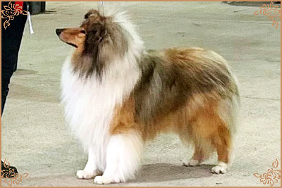 Chantique Magical Mystery, Crufts Winners