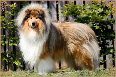 Chantique Magical Mystery, Crufts Winners