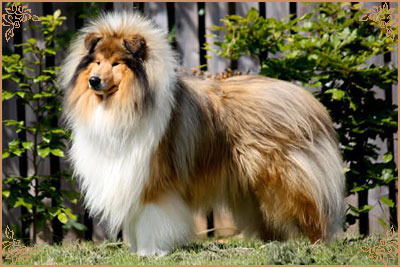 Chantique Magical Mystery, Crufts Winners