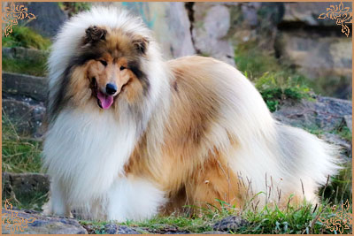 Chantique Magical Mystery, Crufts Winners