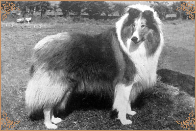 Chapelburn Ivor