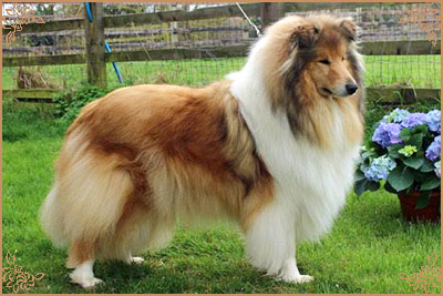 Chelborn Desirable, Crufts Winners