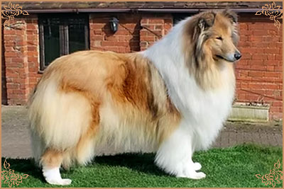 Chelborn Desirable, Crufts Winners