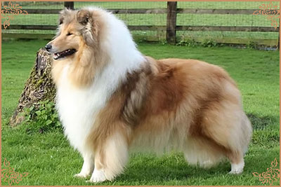 Chelborn Desirable, Crufts Winners