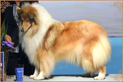 Chelborn Desirable, Crufts Winners