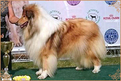 Chelborn Desirable, Crufts Winners