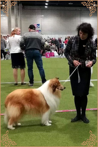 Chelborn Desirable, Crufts Winners