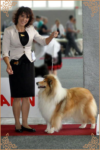 Chelborn Desirable, Crufts Winners