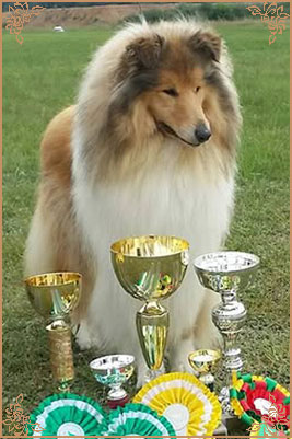 Chelborn Desirable, Crufts Winners