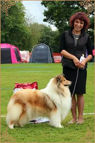 Chelborn Desirable, Crufts Winners