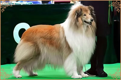 Chelborn Desirable, Crufts Winners