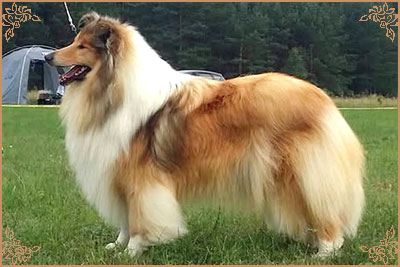 Chelborn Desirable, Crufts Winners