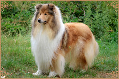 Chelborn Desirable, Crufts Winners