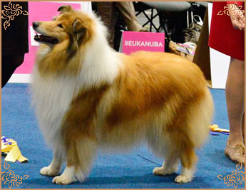 Chelborn Desirable, Crufts Winners
