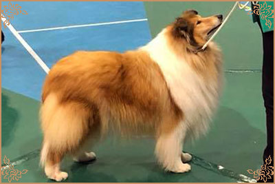 Chelborn Desirable, Crufts Winners