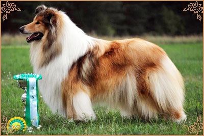 Chelborn Desirable, Crufts Winners