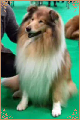 Chelborn Desirable, Crufts Winners