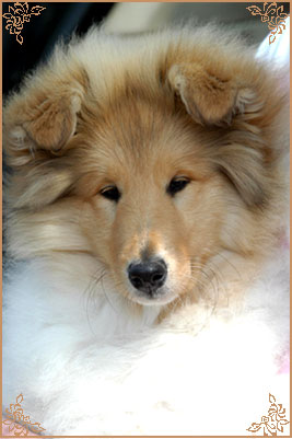 Chelborn Wish, Crufts Winners