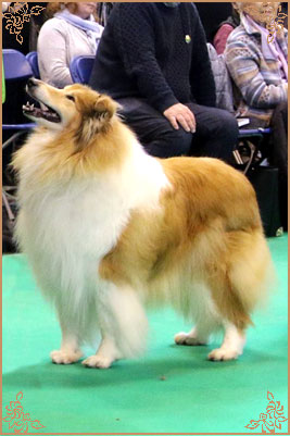 Chelborn Wish, Crufts Winners