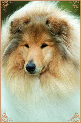 Chelborn Wish, Crufts Winners