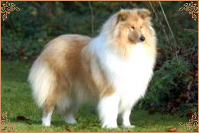 Chelborn Wish, Crufts Winners