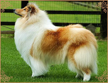 Chelborn Wish, Crufts Winners