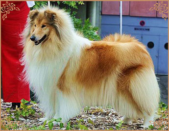 Chelborn Wish, Crufts Winners