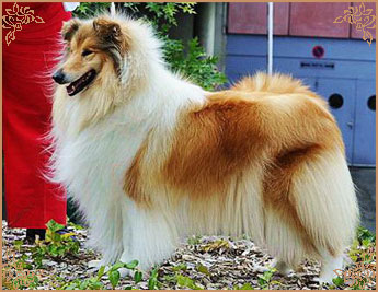 Chelborn Wish, Crufts Winners