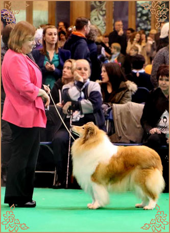 Chelborn Wish, Crufts Winners