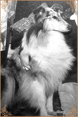 Cheryldene Blue Lilac, Crufts Winners