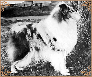 Cheryldene Blue Lilac Cheryldene Blue Lilac, Crufts Winners