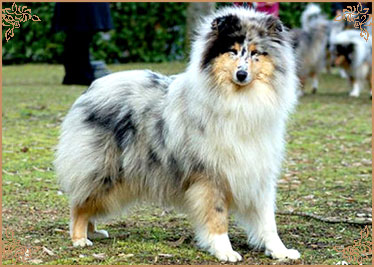 Cheyenne Blue du Chemin des Randonnees