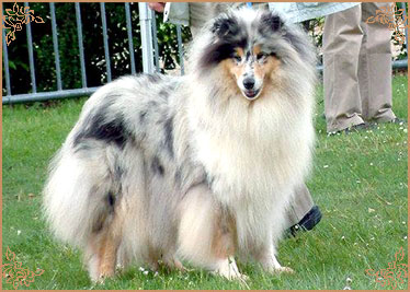 Cheyenne Blue du Chemin des Randonnees