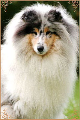 Cheyenne Blue du Chemin des Randonnees