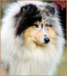 Cheyenne Blue du Chemin des Randonnees