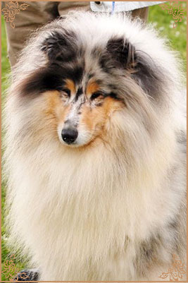 Cheyenne Blue du Chemin des Randonnees