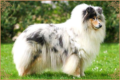 Cheyenne Blue du Chemin des Randonnees