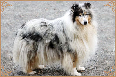 Cheyenne Blue du Chemin des Randonnees