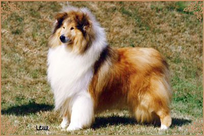 Chrisarion Cromwell Chrisarion Cromwell, Crufts Winners