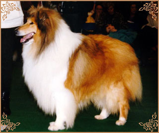 Chrisarion Cromwell, Crufts Winners