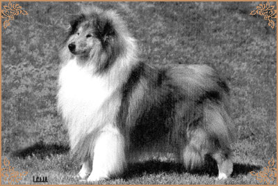 Chrisarion Cromwell, Crufts Winners